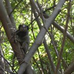 Sagui de Tufos Preto