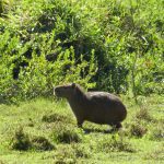 Capivara